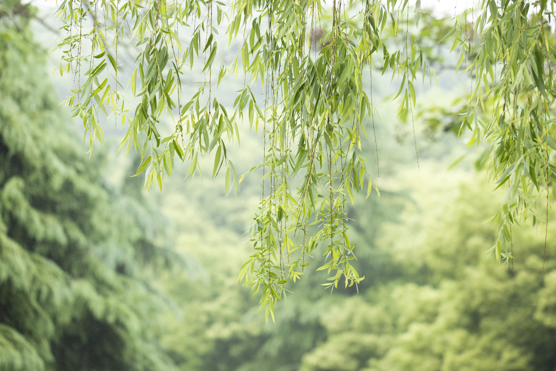 關(guān)于楊柳的作文600字借物喻人