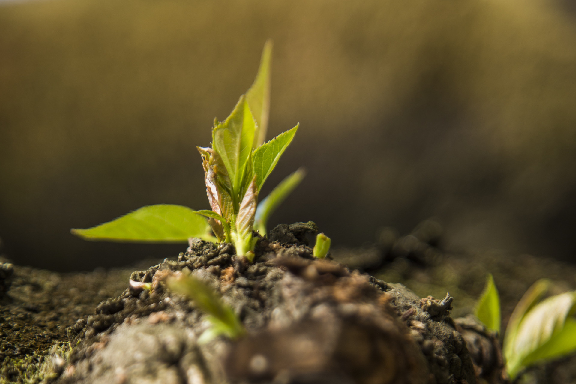 2022年清明節會下雨嗎是隨機事件嗎