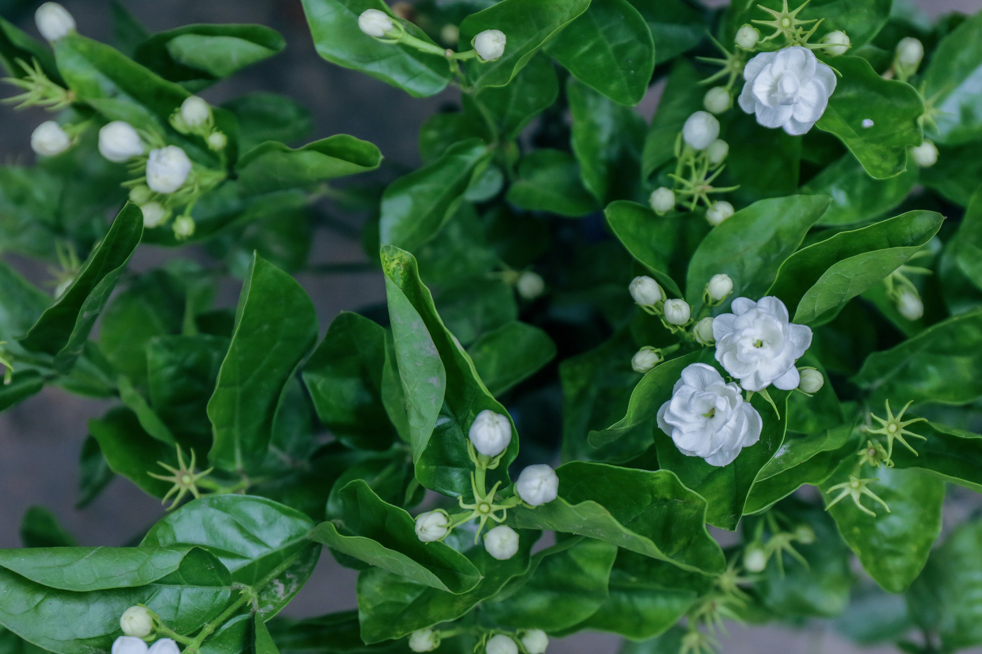 四年級寫茉莉花的作文500字左右