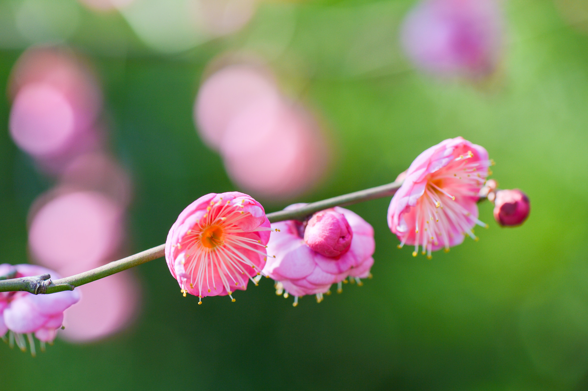 臘梅花作文500字