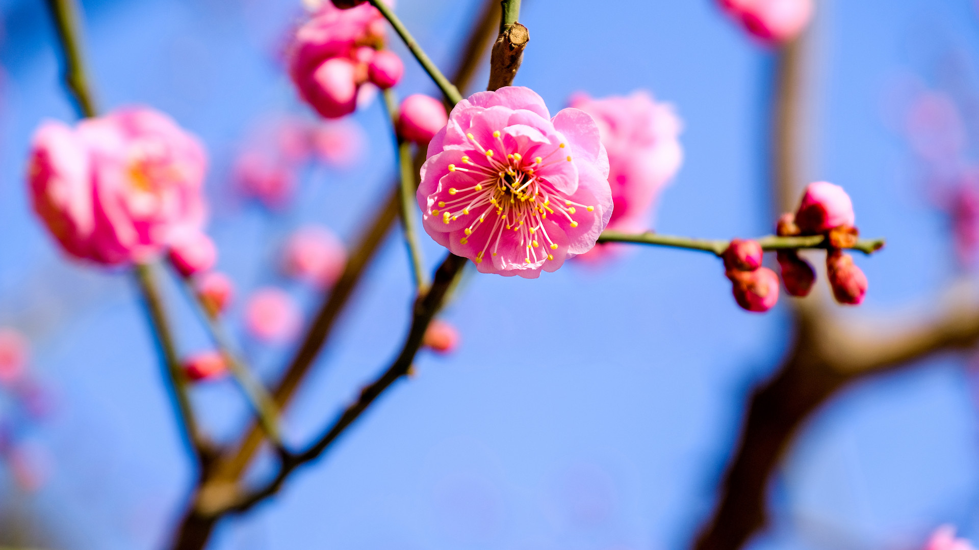 我愛家鄉(xiāng)的梅花作文500字左右