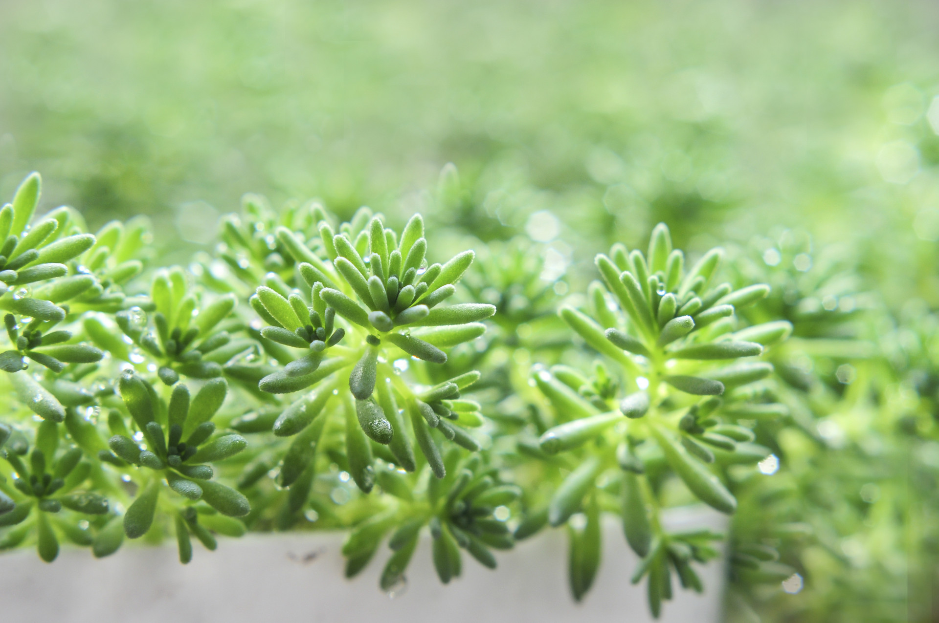 2022年雨水節氣適合訂婚嗎