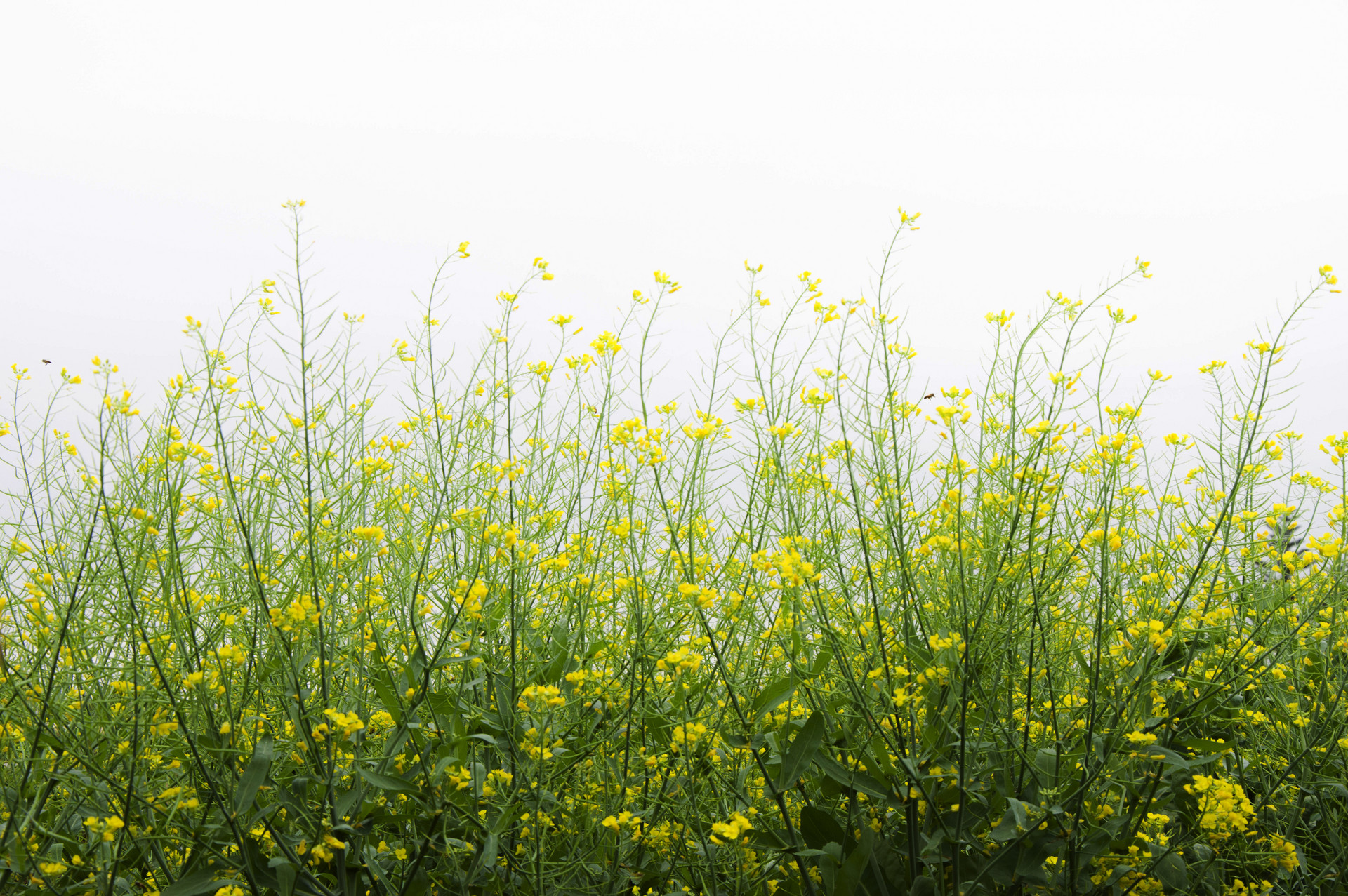 2022年春分結婚有什么禁忌