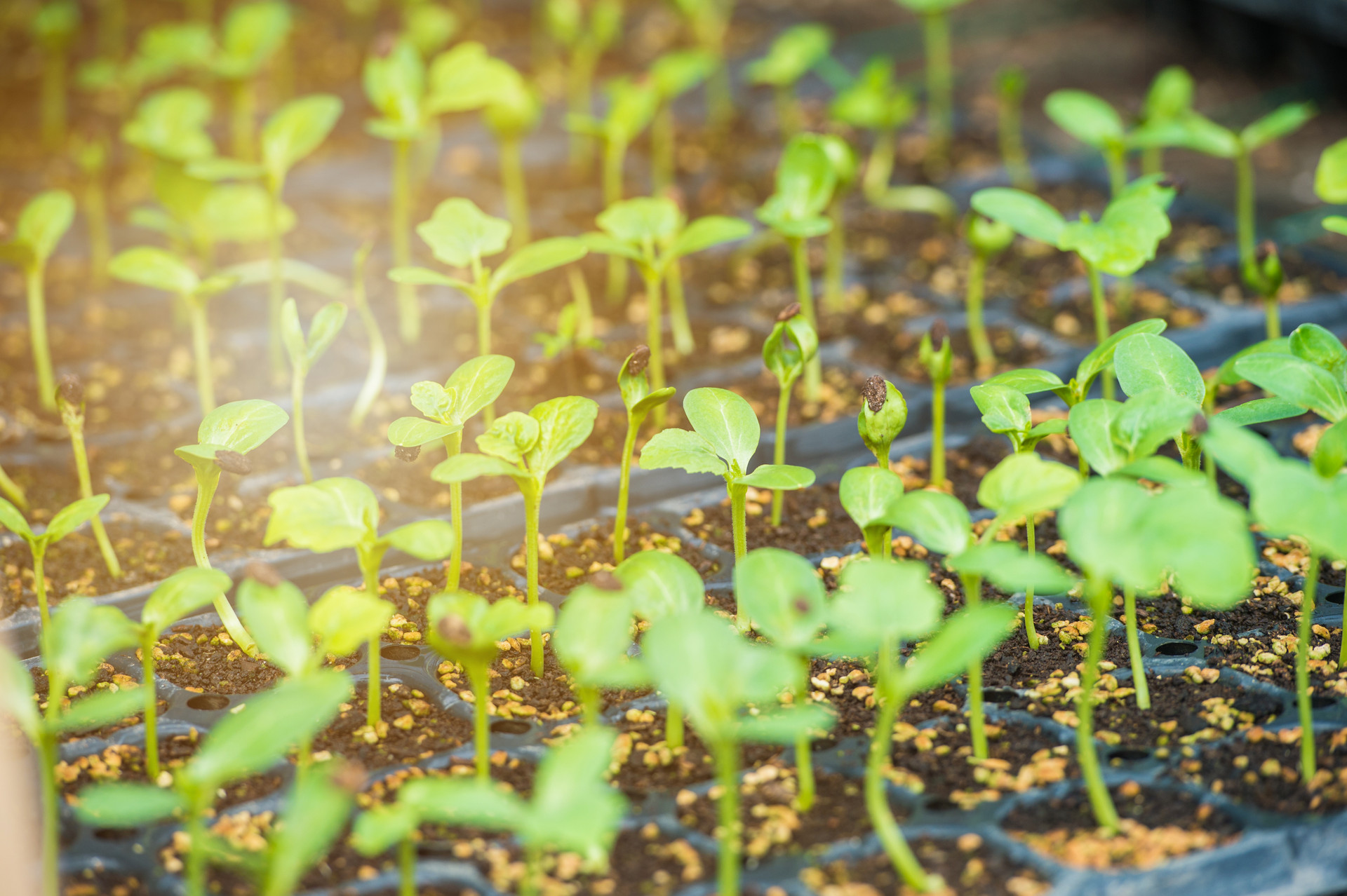 2022年谷雨前后出生的虎寶寶叫什么名字好