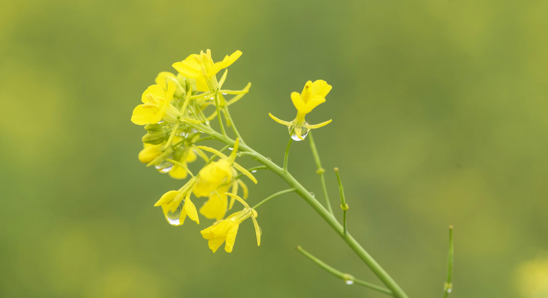 2022年谷雨適合訂婚嗎