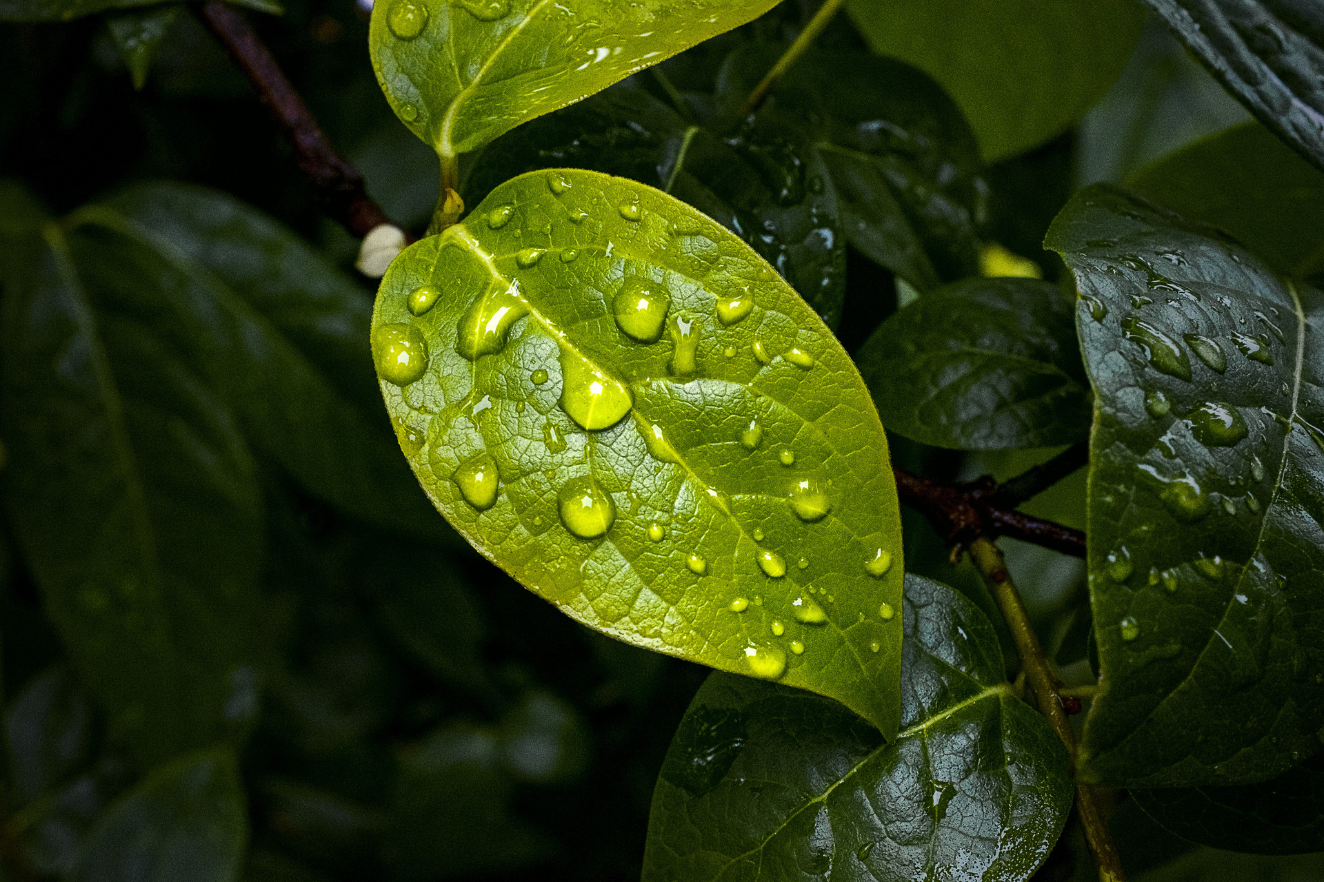 2022年白露是農歷什么時候