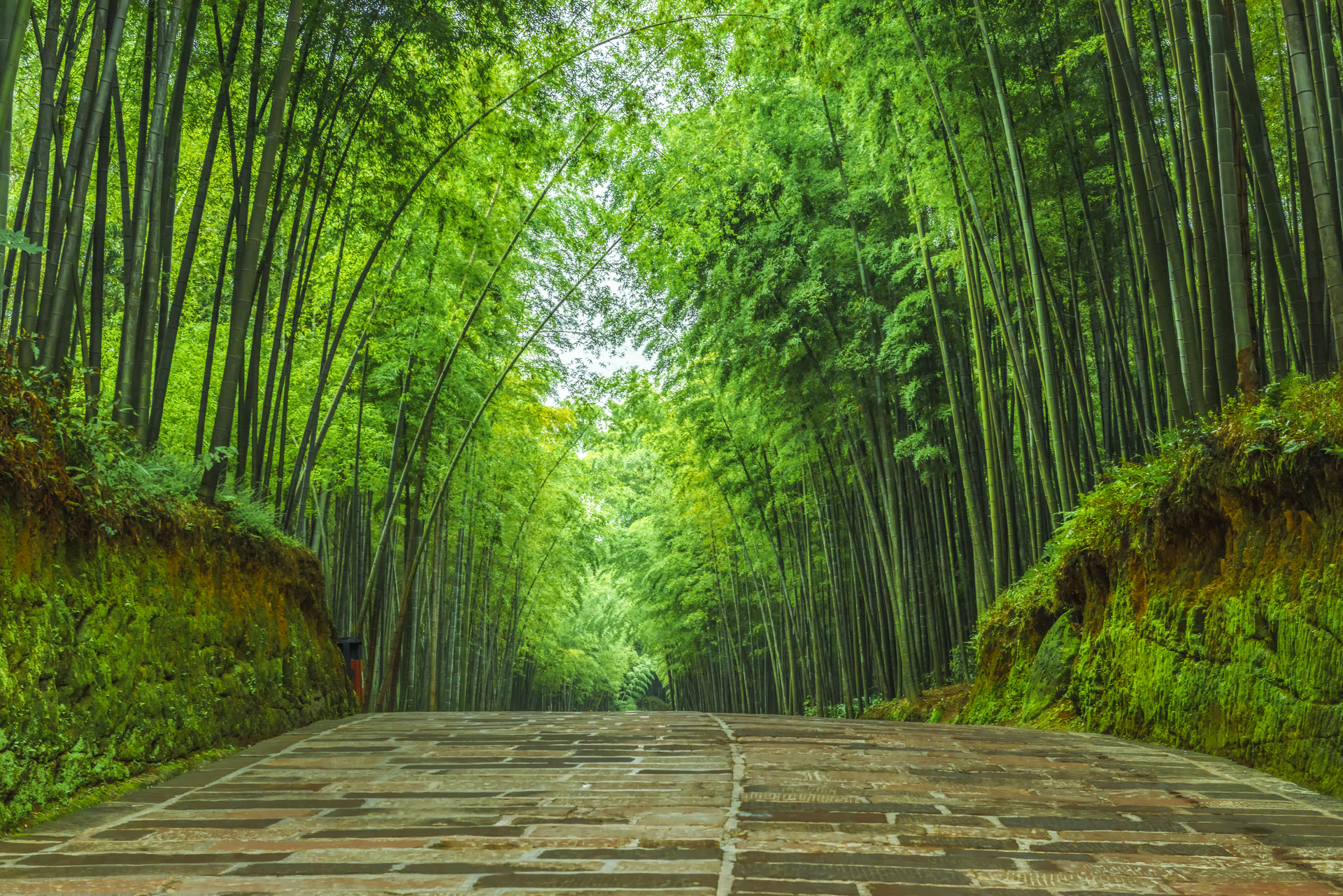 家鄉的竹林寫景作文600字