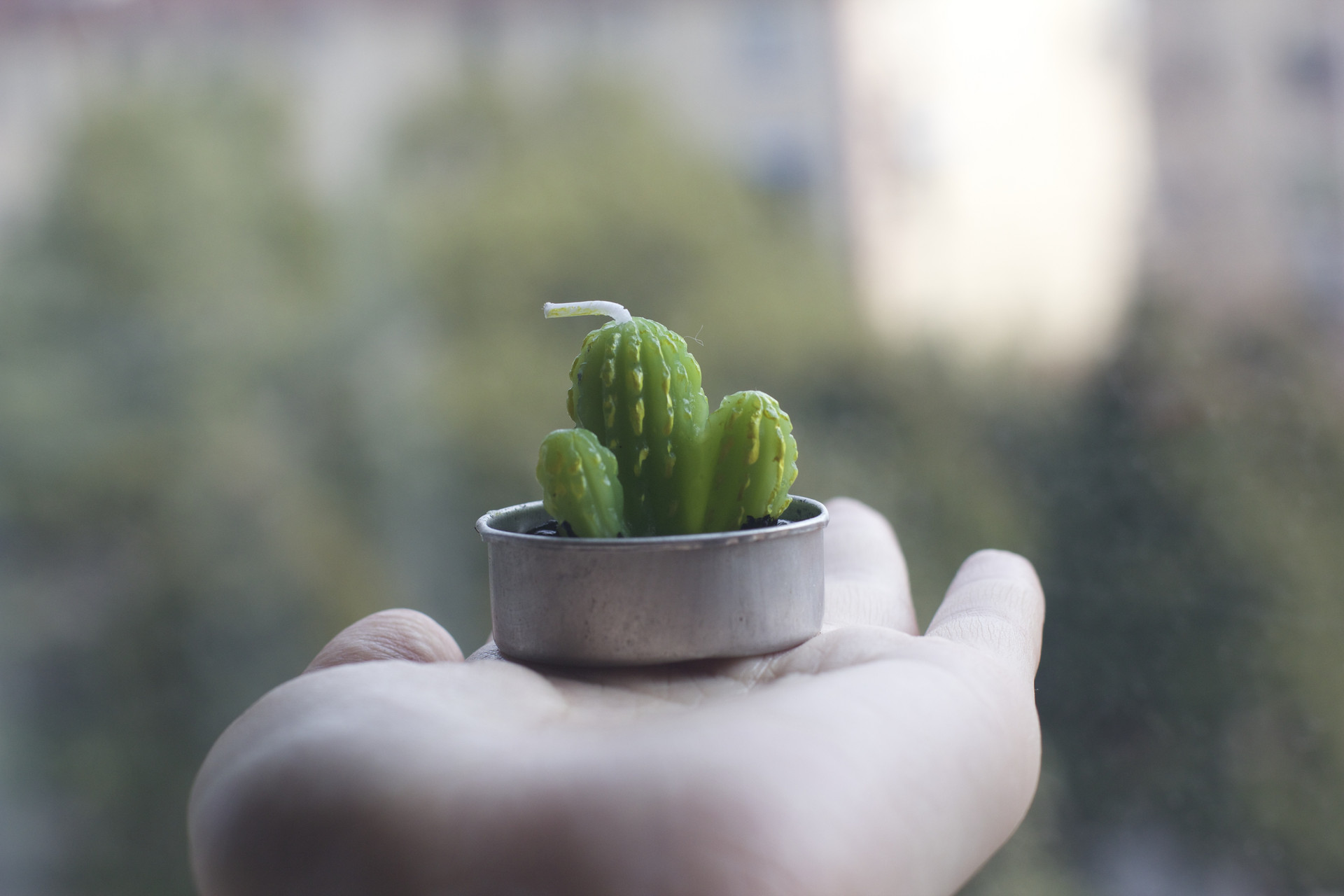 我喜愛的植物三年級作文400字左右