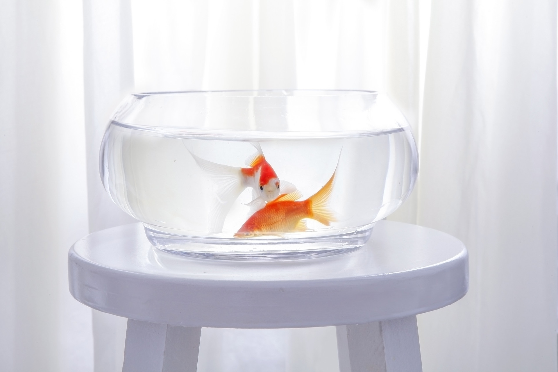 我想養(yǎng)的小動物作文二年級小金魚