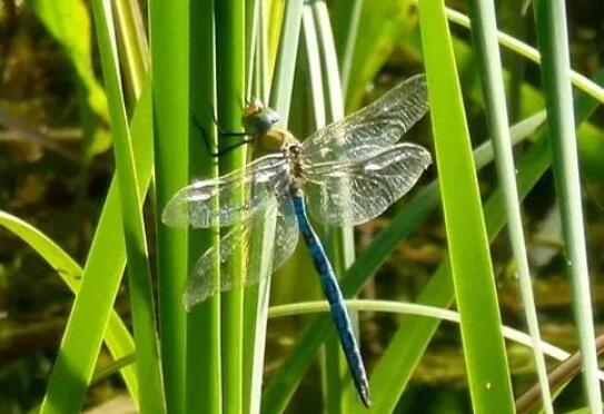 BBC紀(jì)錄片《杰西的迷你野獸探險》視頻百度云下載