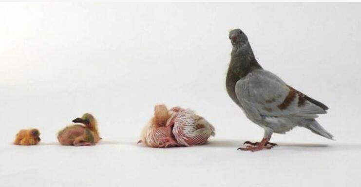 BBC《天才動物Ingenious Animals》紀錄片百度云下載