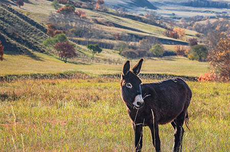 新年賀卡制作：手把手DIY新年賀卡