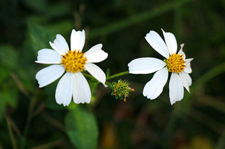冰絲涼席好還是竹席好 關鍵看這個