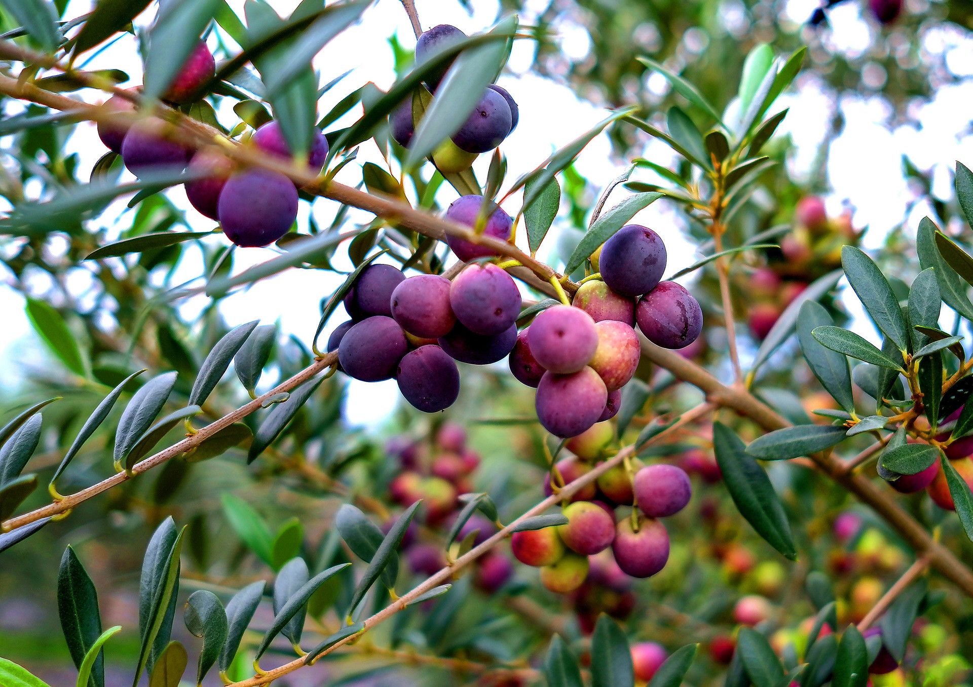 孕婦吃橄欖果吃多了會怎么樣