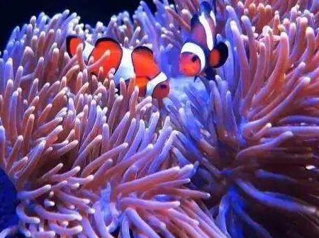 海葵的功效與作用