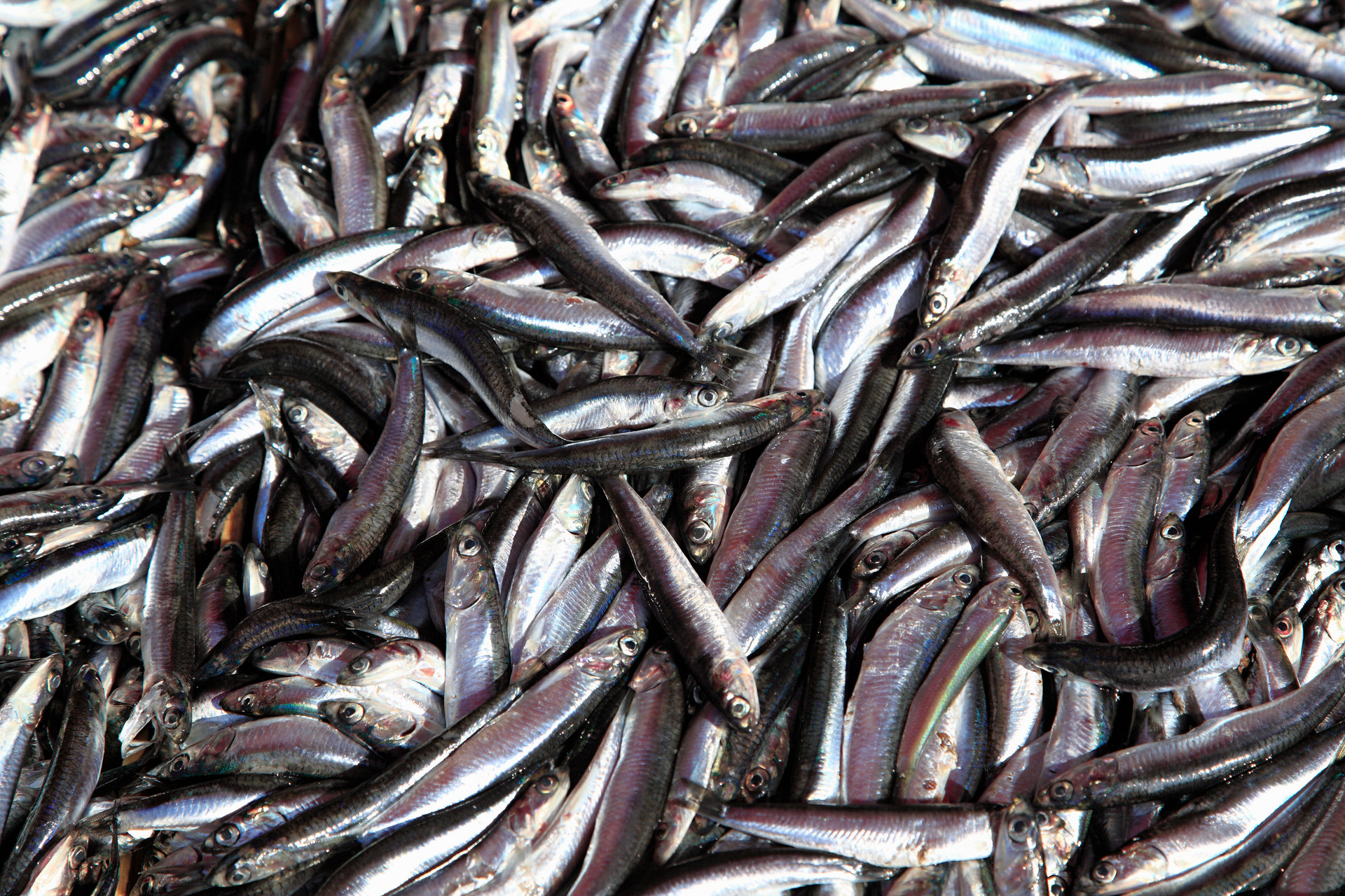沙丁魚怎么挑選