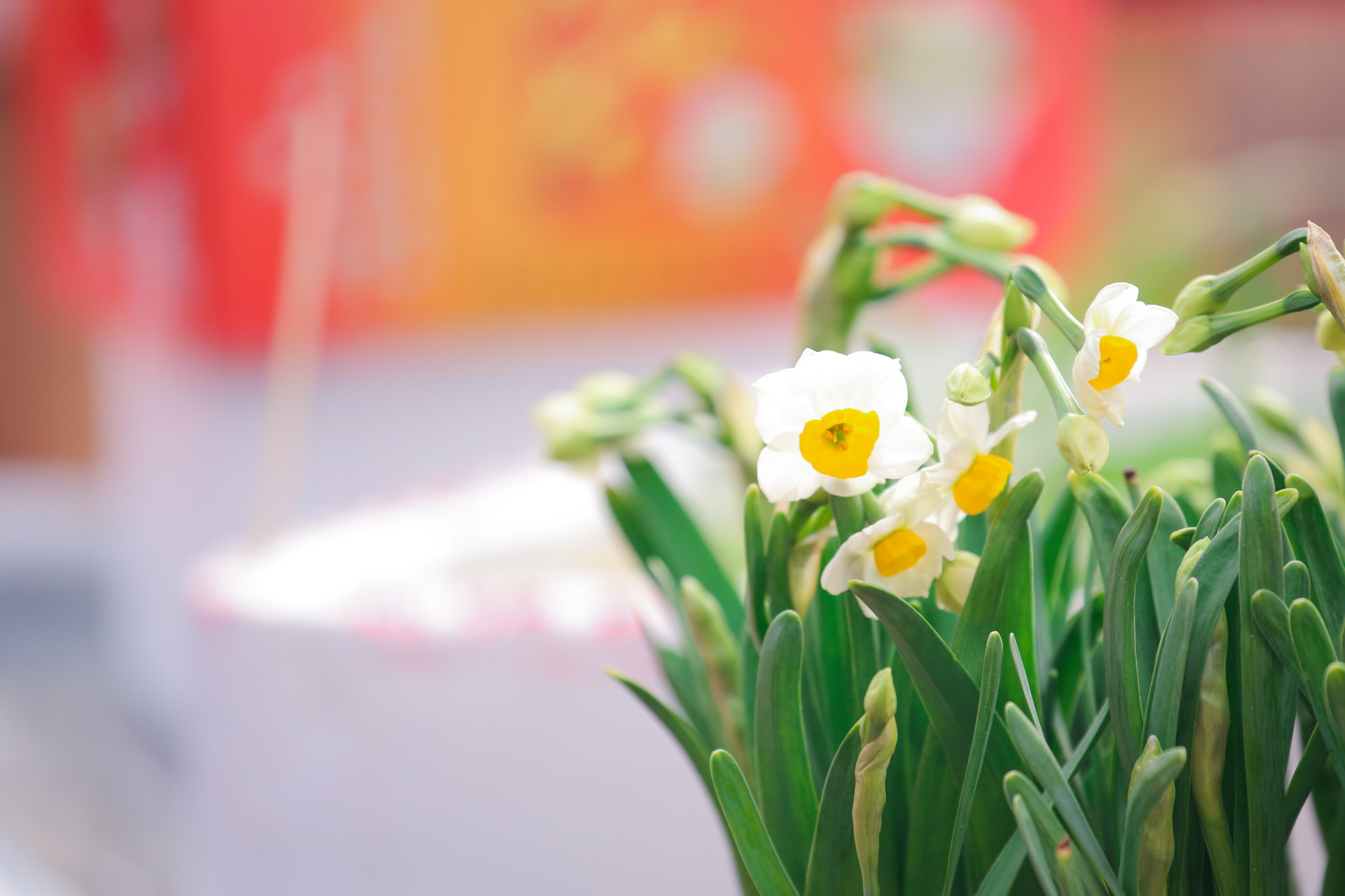 花犯水仙花周密拼音版　周密《繡鸞鳳花犯·賦水仙》