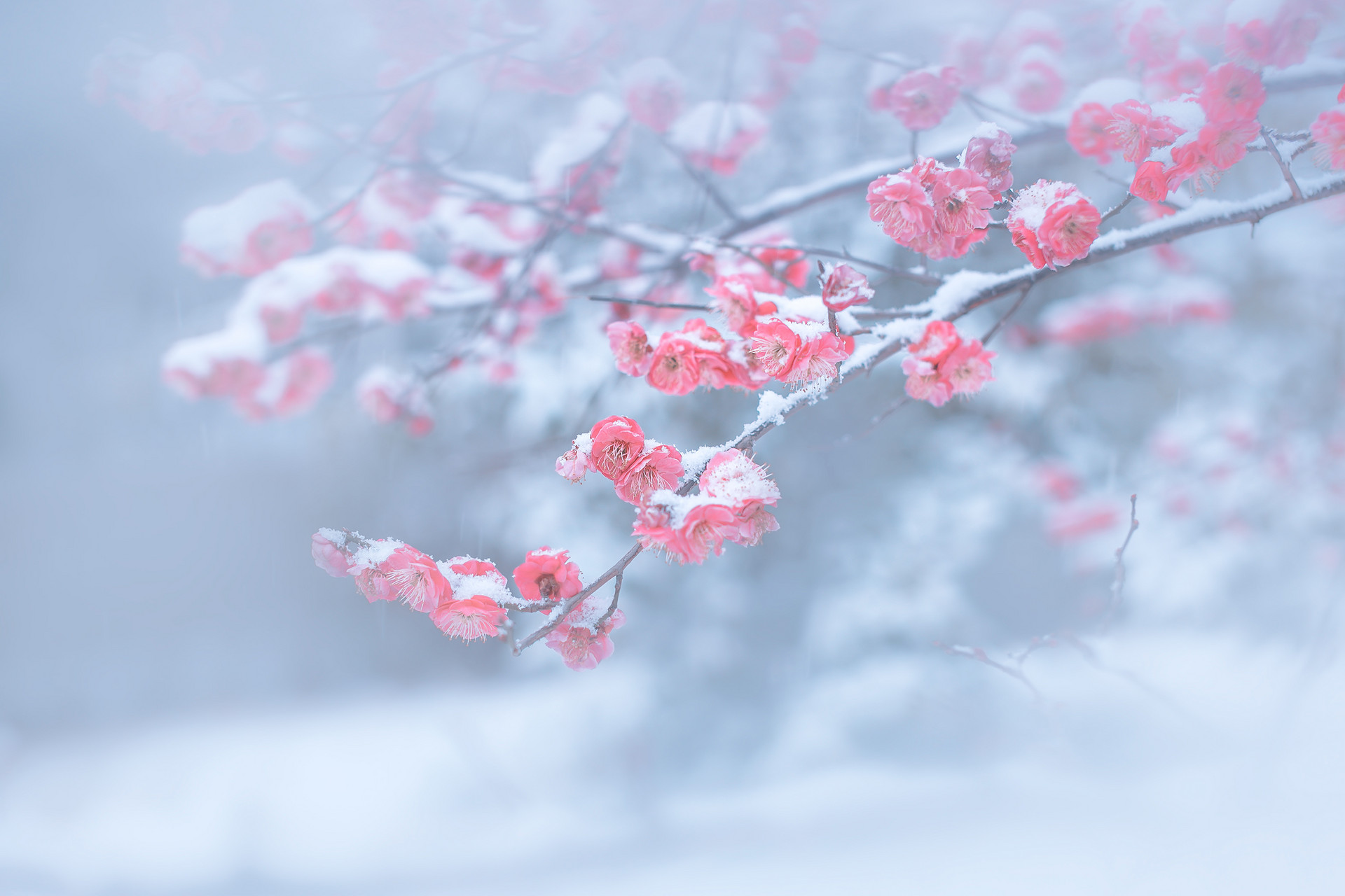 柳梢青傲雪凌霜翻譯
